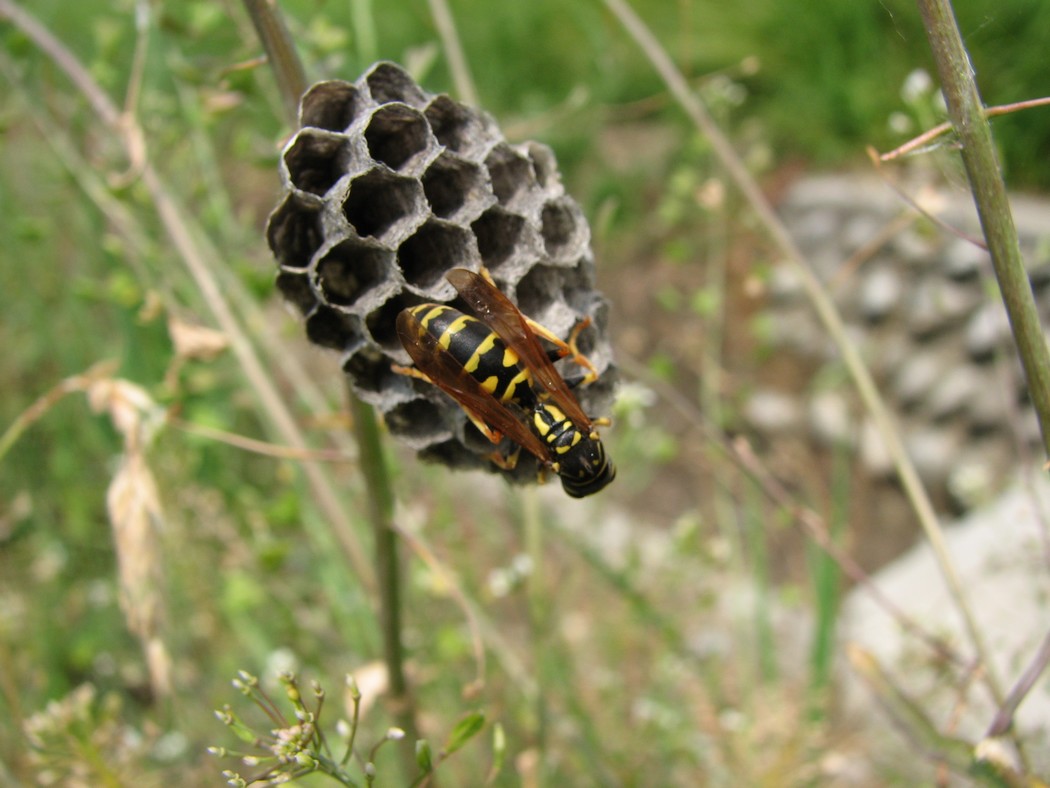 Polistes sp. (corteggiamento) e Sceliphron curvatum